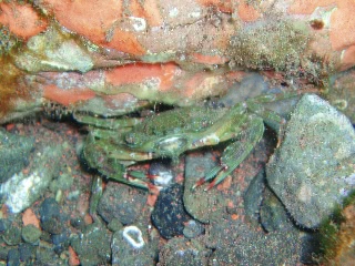 「カニの仲間」のサムネイル画像