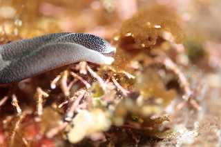 「コナユキツバメガイ」のサムネイル画像