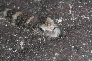 「オキエ」のサムネイル画像