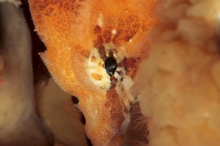 「クチバシカジカ(Grunt Sculpin)」のサムネイル画像