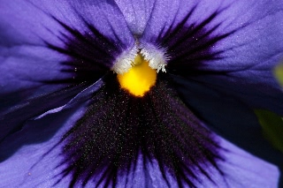 「パンジー」のサムネイル画像