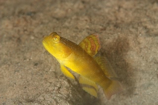 「シマカスリハゼ」のサムネイル画像