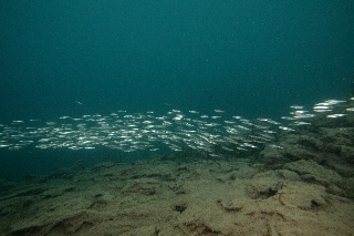 「無題」のサムネイル画像