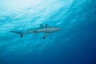 「オグロメジロザメ」のサムネイル画像