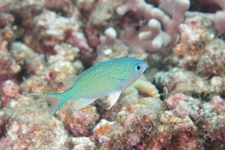 「アオバスズメダイ」のサムネイル画像