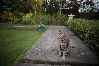 「ネコ」のサムネイル画像