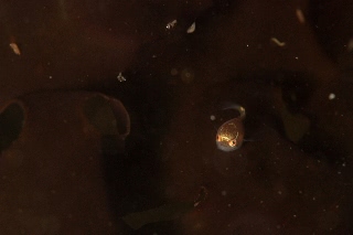 「ホテイウオ(ゴッコ)」のサムネイル画像