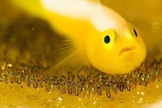 「ナカモトイロワケハゼ」のサムネイル画像