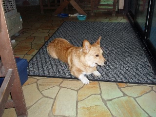 「ウェルシュ・コーギー・ペンブローク(Pembroke Welsh Corgi)」のサムネイル画像