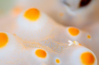 「コペポーダ」のサムネイル画像