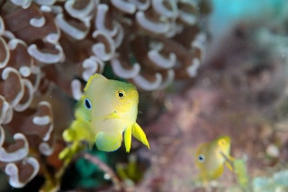「ニセネッタイスズメダイ(Yellow Damsel)」のサムネイル画像