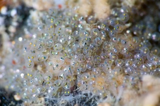 「ヒメフタスジカジカ」のサムネイル画像