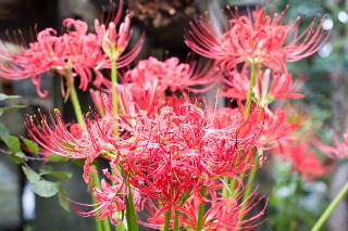 「ヒガンバナ」のサムネイル画像