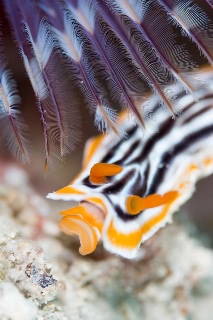 「無題」のサムネイル画像