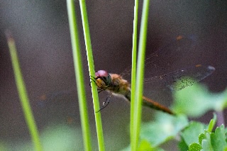 「トンボの仲間」のサムネイル画像