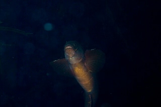 「無題」のサムネイル画像