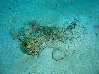 「ジャノメナマコ」のサムネイル画像