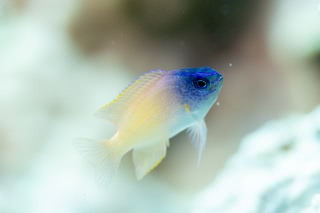 「レモンスズメダイ」のサムネイル画像