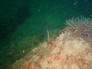 「ムネボヤ属の一種」のサムネイル画像