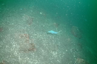 「ハナハゼ」のサムネイル画像