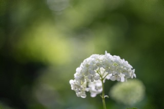 「アジサイ」のサムネイル画像