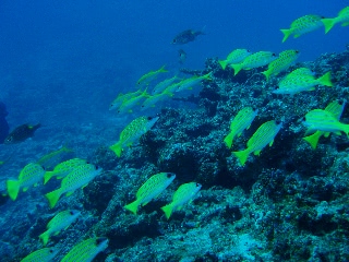 「ヨスジフエダイ」のサムネイル画像