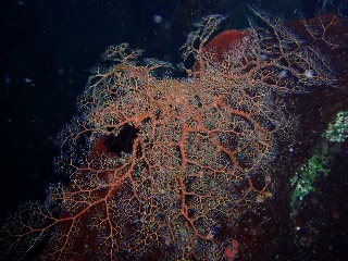 「テヅルモヅル」のサムネイル画像