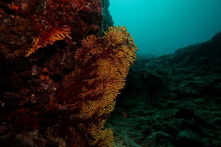 「無題」のサムネイル画像