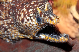 「トラウツボ」のサムネイル画像