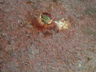 「ミナミギンポ(Tube-worm Blenny)」のサムネイル画像