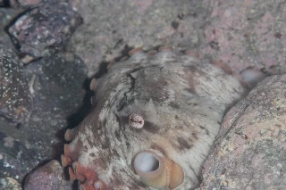 「タコの仲間」のサムネイル画像