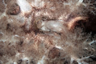 「キンコ」のサムネイル画像