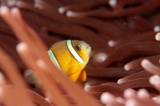「クマノミ(Anemonefish)」のサムネイル画像
