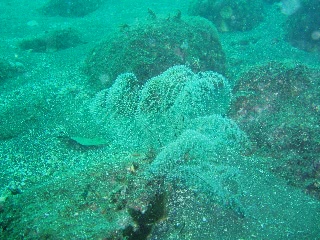 「無題」のサムネイル画像