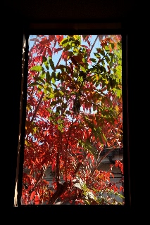 「窓から覗く秋」のサムネイル画像