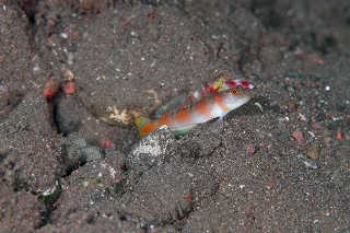 「ヤノダテハゼ(Flag-tail shrimp Goby)」のサムネイル画像
