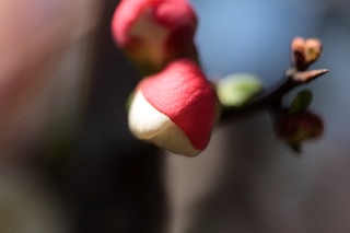 「ボケ」のサムネイル画像