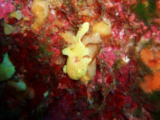 「イロイザリウオ(イロカエルアンコウ)」のサムネイル画像