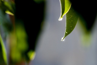 「ガジュマル」のサムネイル画像