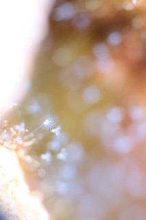 「ウミヒドラの仲間」のサムネイル画像