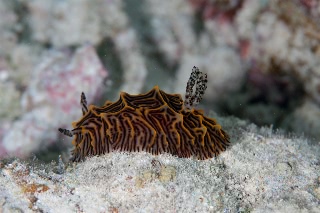 「パイナップルウミウシ」のサムネイル画像