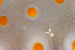 「コペポーダ」のサムネイル画像