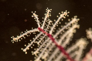 「オオギウミヒドラ 」のサムネイル画像