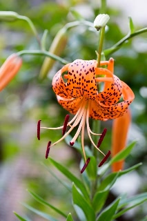 「オニユリ」のサムネイル画像