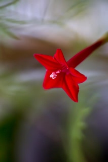 「ルコウソウ(サイプレスバイン,縷紅草)」のサムネイル画像