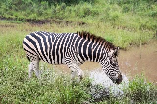 「サバンナシマウマ(Plains zebra)」のサムネイル画像