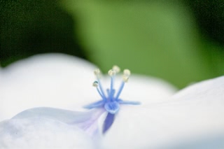 「アジサイ」のサムネイル画像