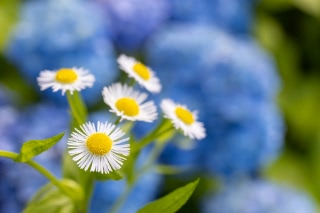 「ヒメジョオン」のサムネイル画像