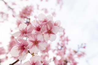 「カワヅザクラ(河津桜)」のサムネイル画像