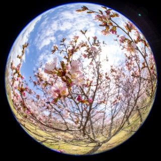 「オオヤマザクラ(エゾヤマザクラ,ベニヤマザクラ)」のサムネイル画像